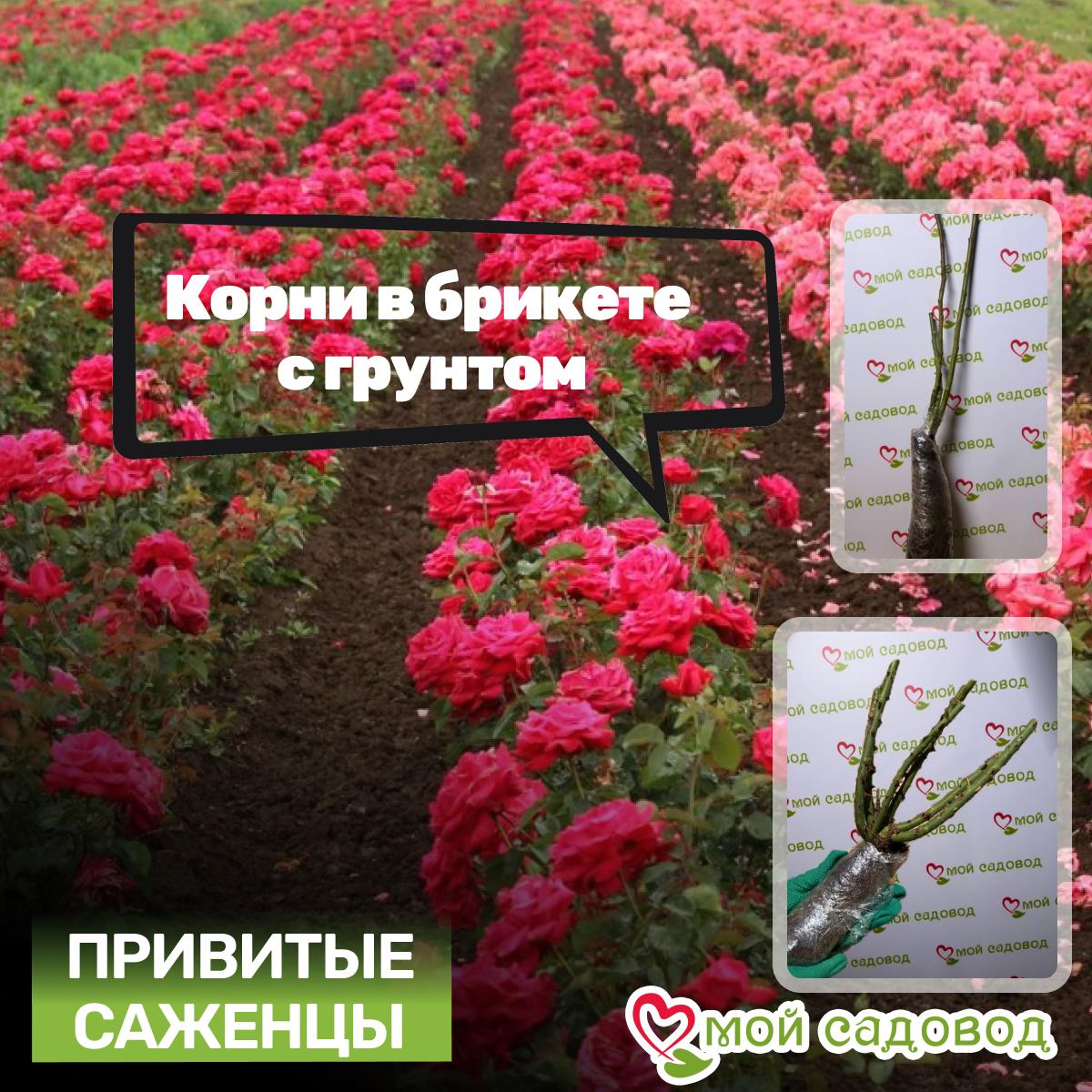 Роза Ред Мин